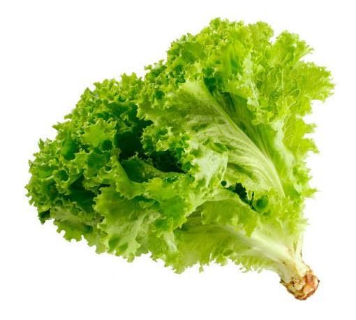 leaf lettuce