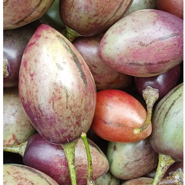tamarillo fruit