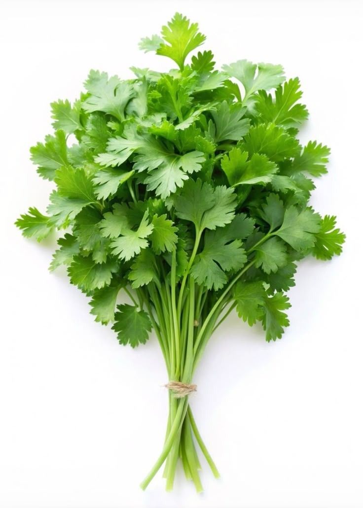 cilantro